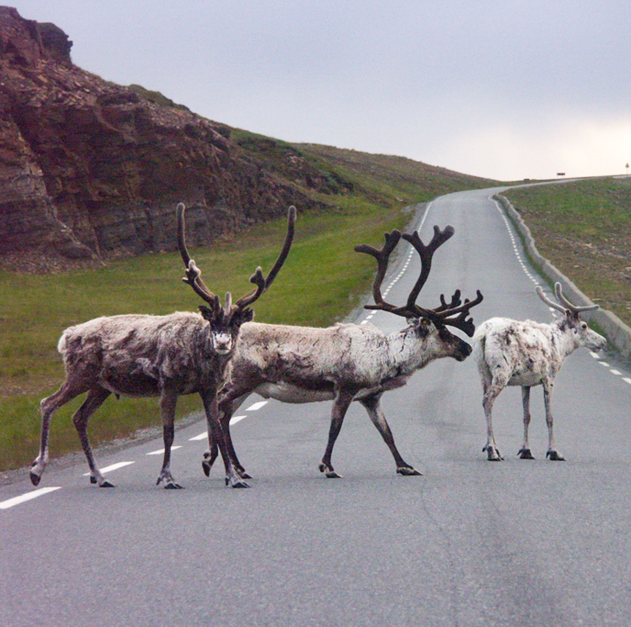 Reindeers on the road