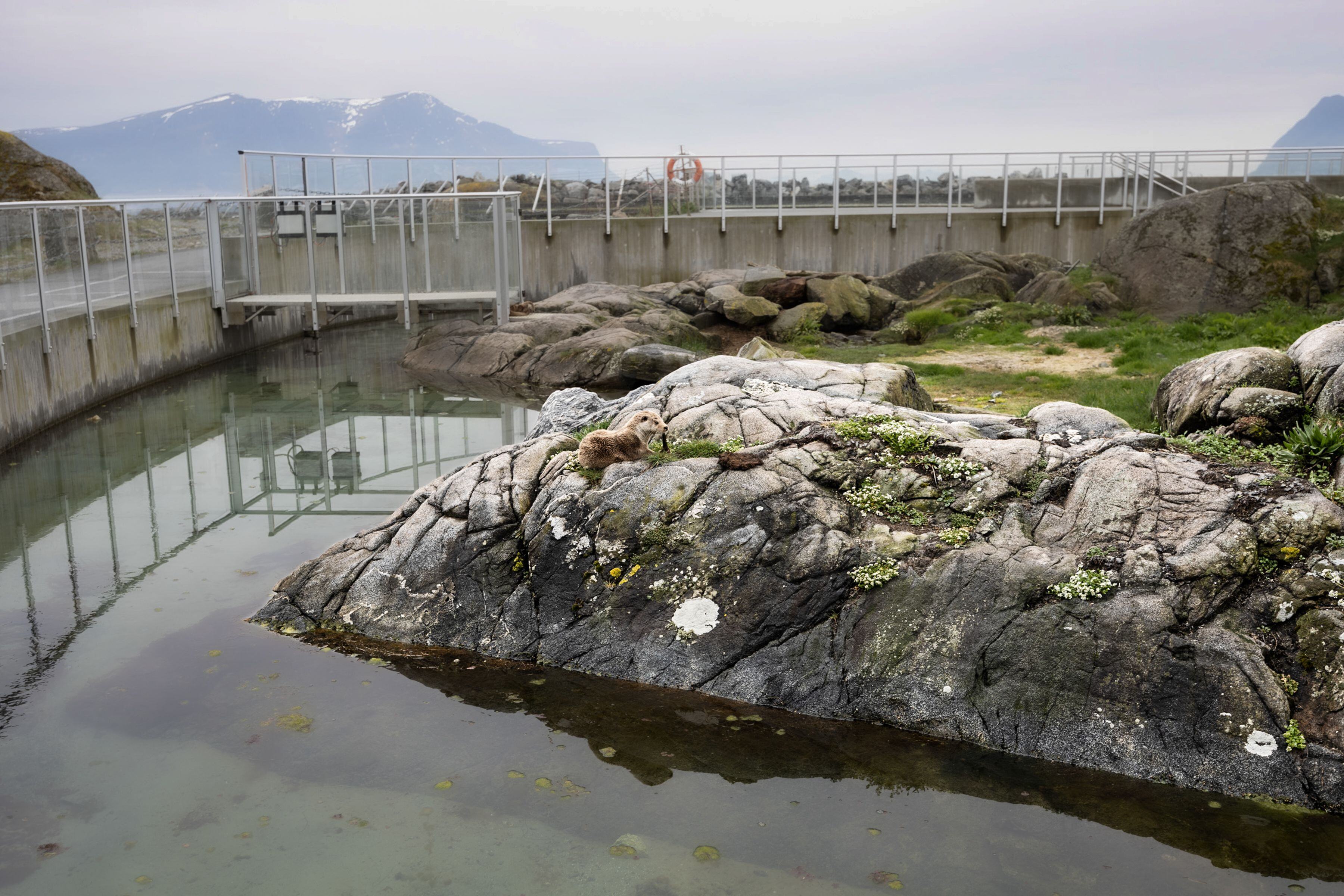 Otters on an island