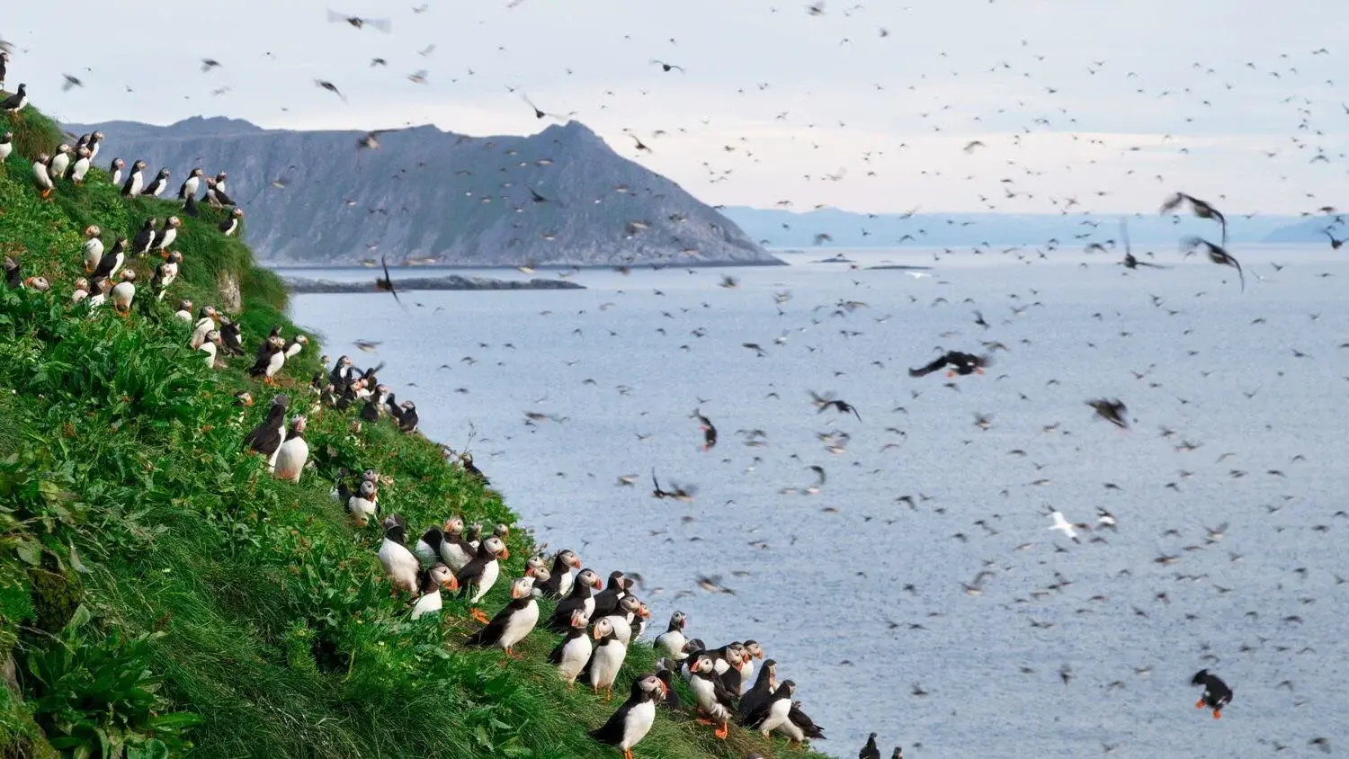 Fuglesafari nær Nordkapp