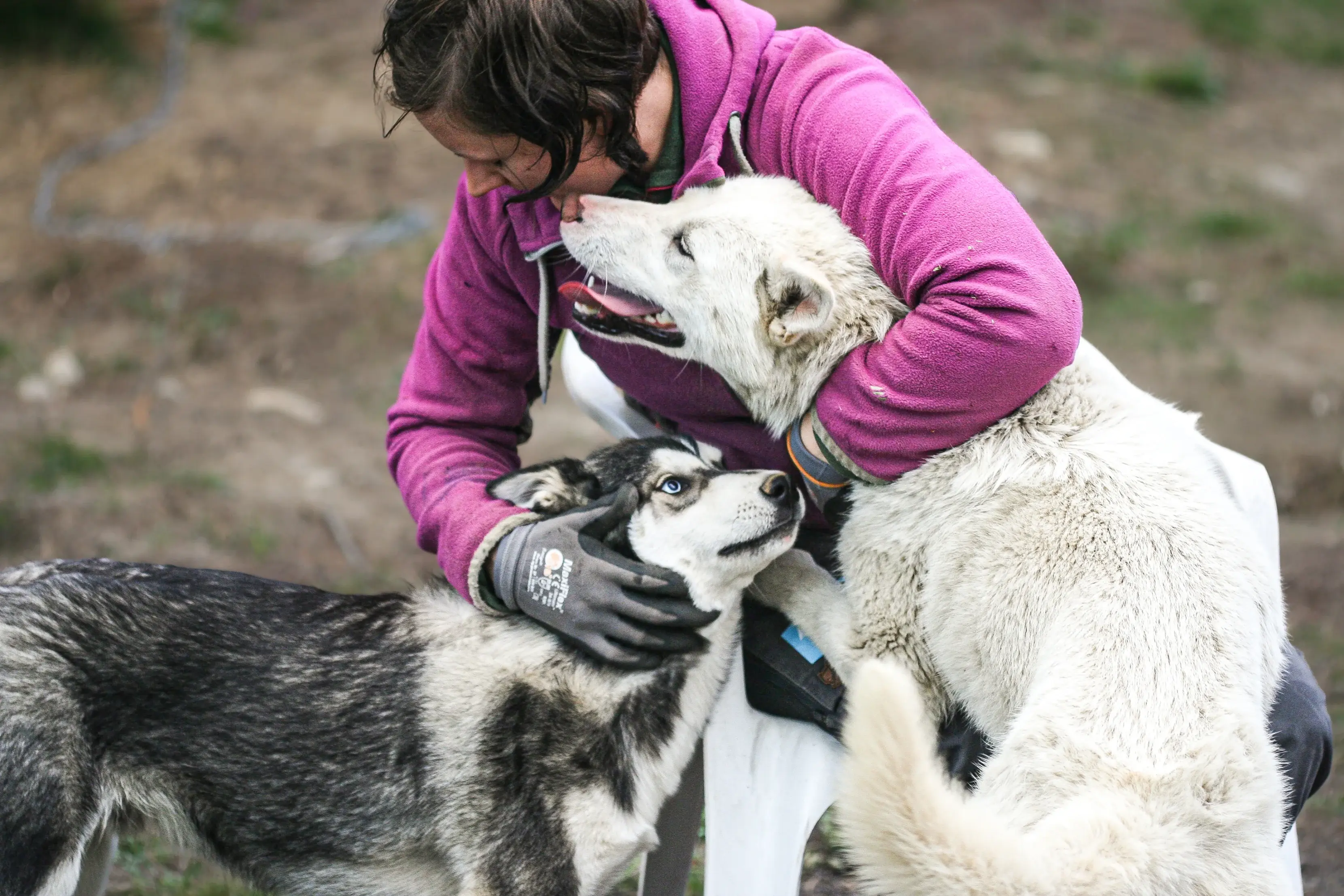 Woman with sled dogs