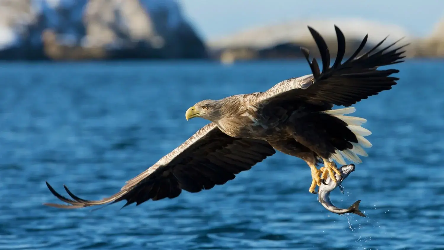 Sea eagle safari in the Trollfjord